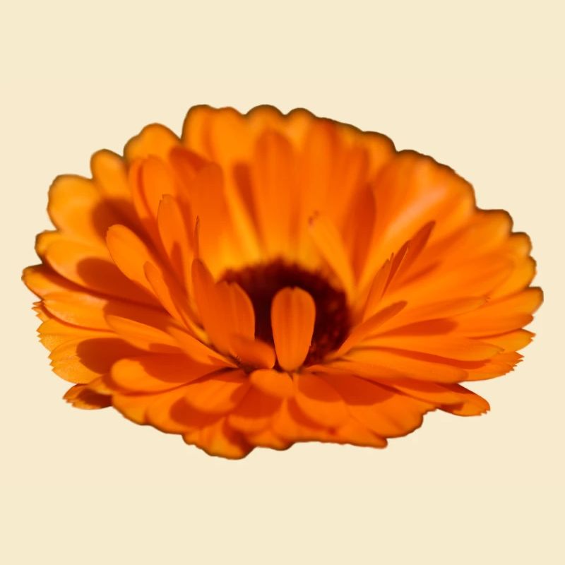 Ringelblume
