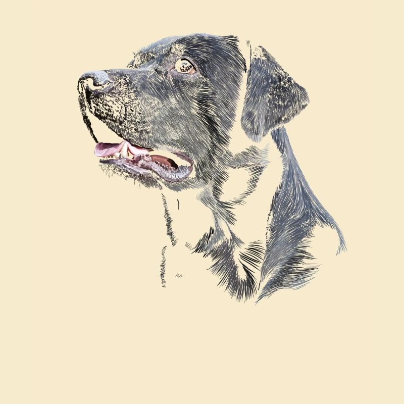 Labrador