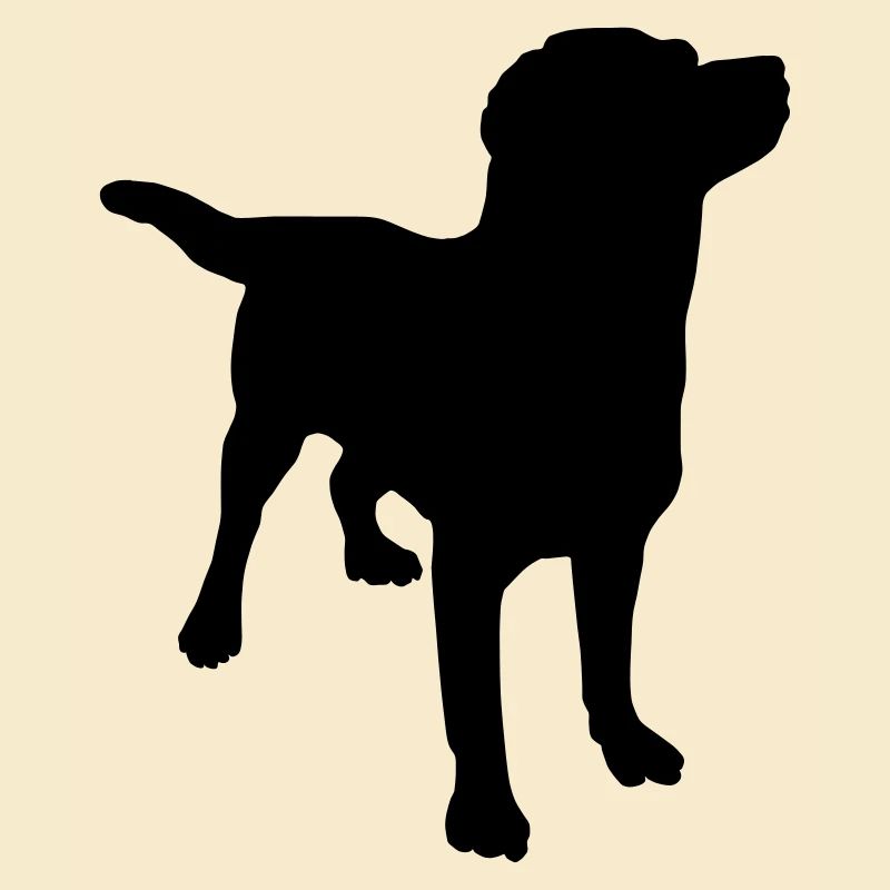 Dog Labrador