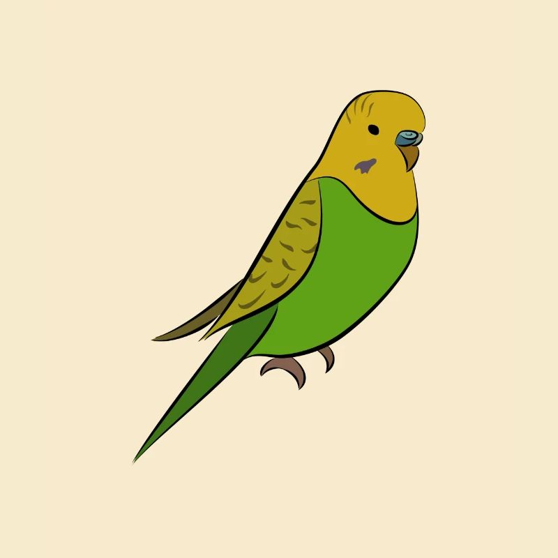Perruche - perruche jaune vert