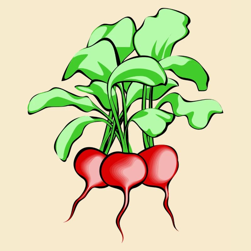 Radieschen. Geschenkidee