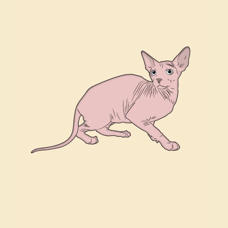 Katze Sphynx