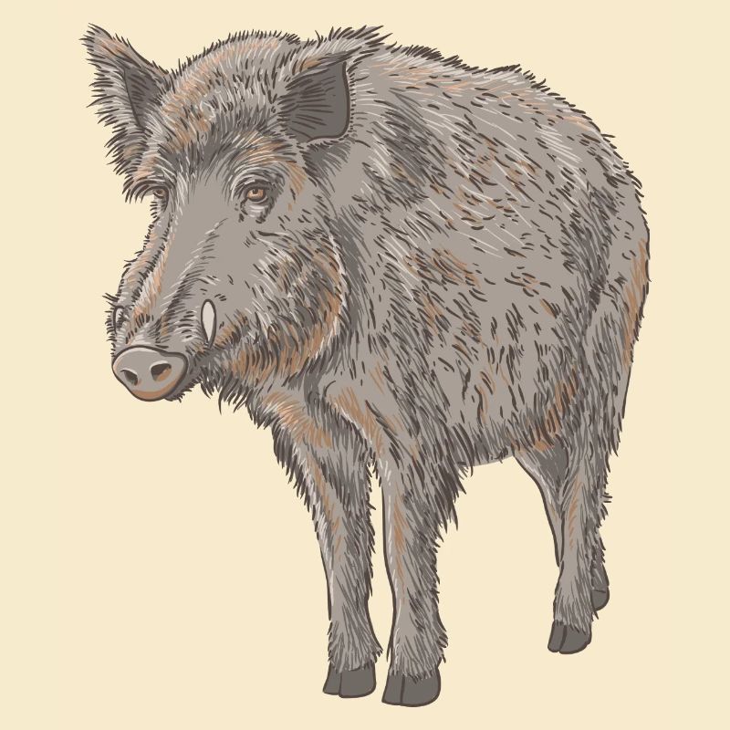 Boar