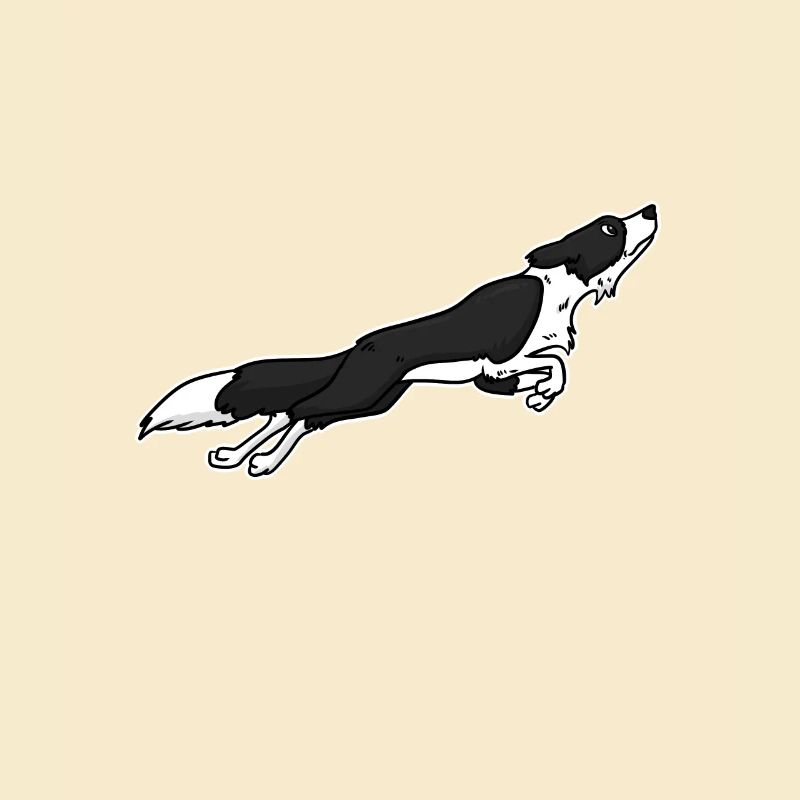 Border Collie