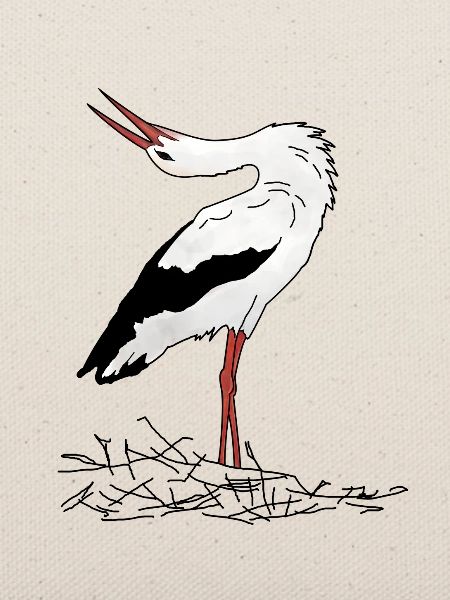 Storch