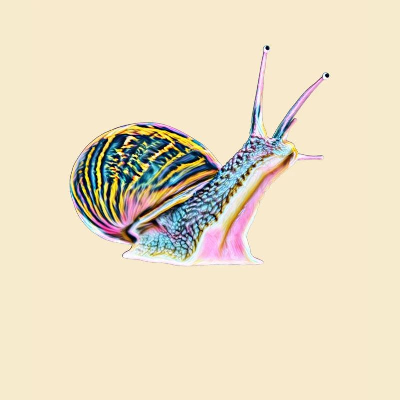 Schnecke