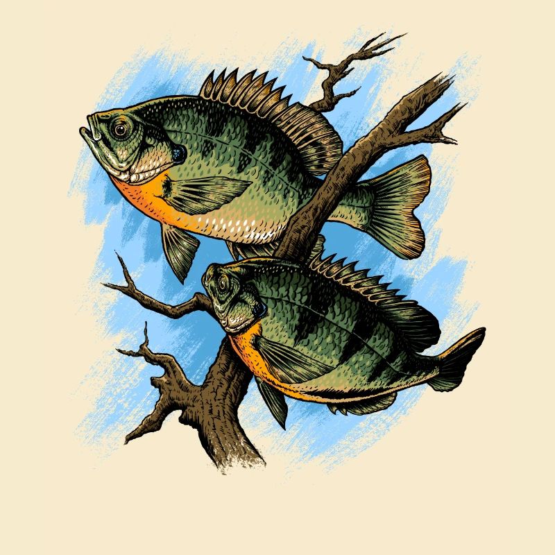 Crapet Arlequin Illustration Pêche Pullover conception