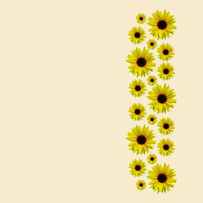 Tournesol, Fleurs, Fleurs, Floral
