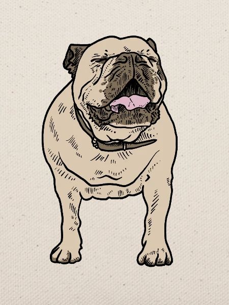 Bulldogge