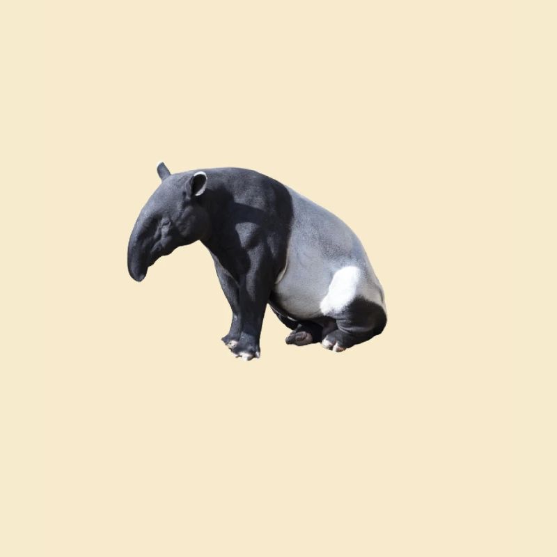 Tapir