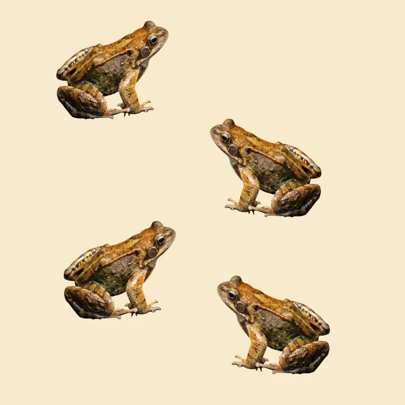 Kröte