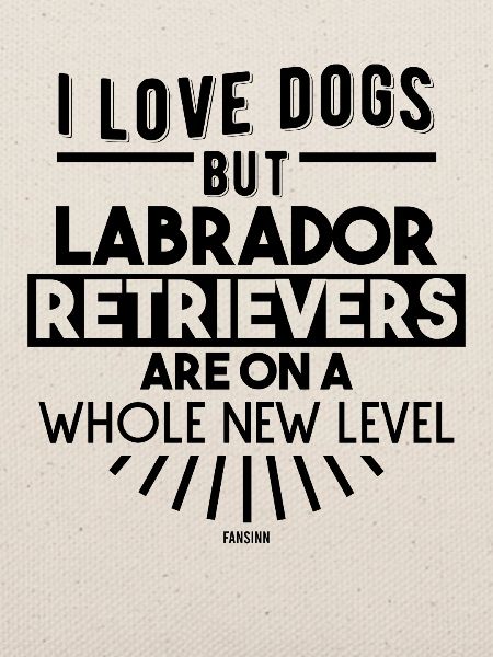 Labrador Hundeschule Hundetrainer
