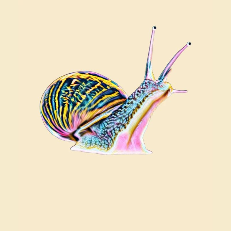 Schnecke