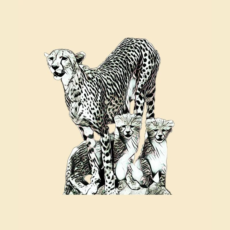cheetah