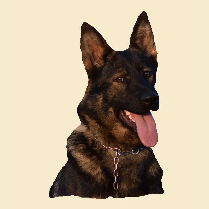 Hund Gassi Schäferhund Deutscher Schäferhund grau