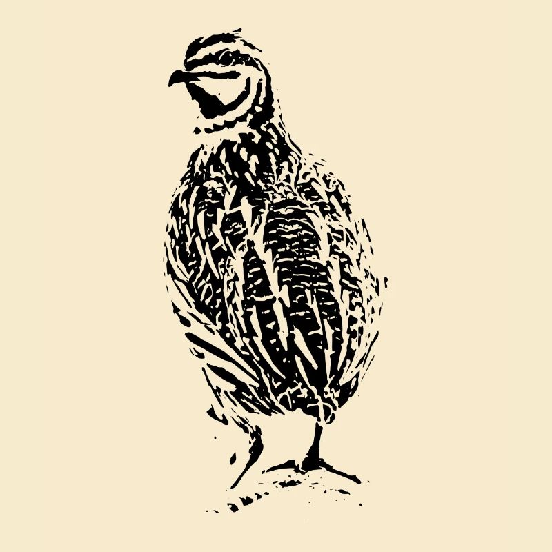 Conception de caille