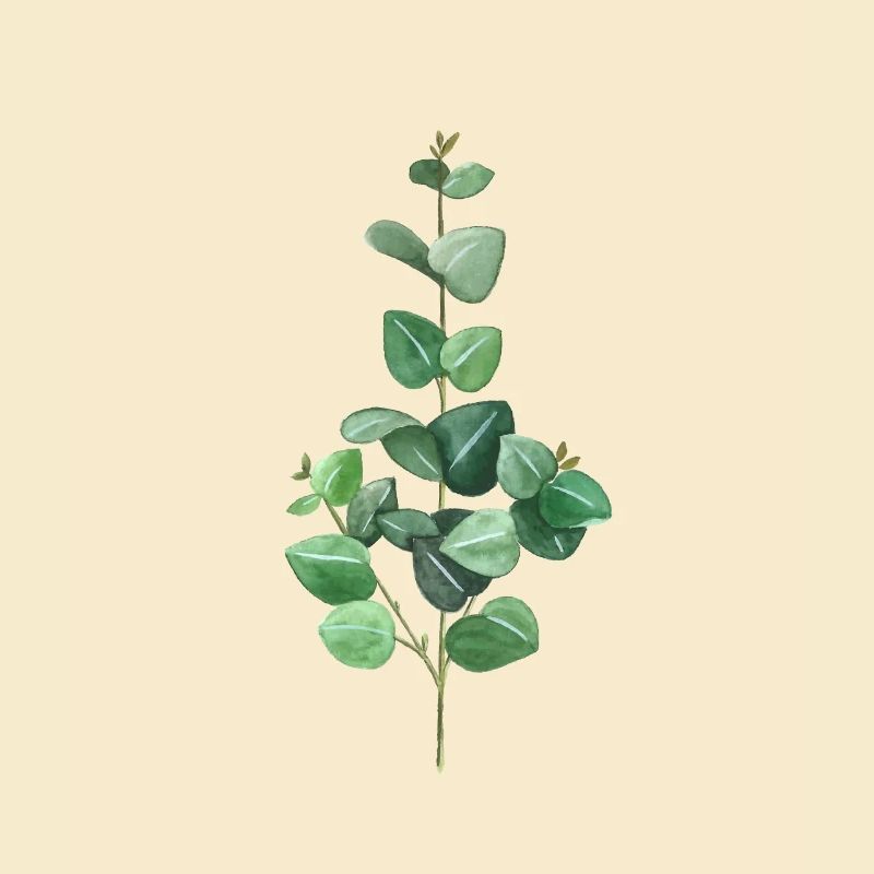 Green Eucalyptus