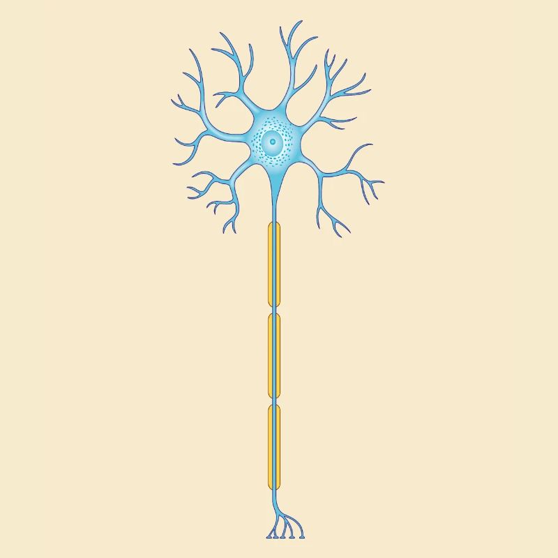 Neuron