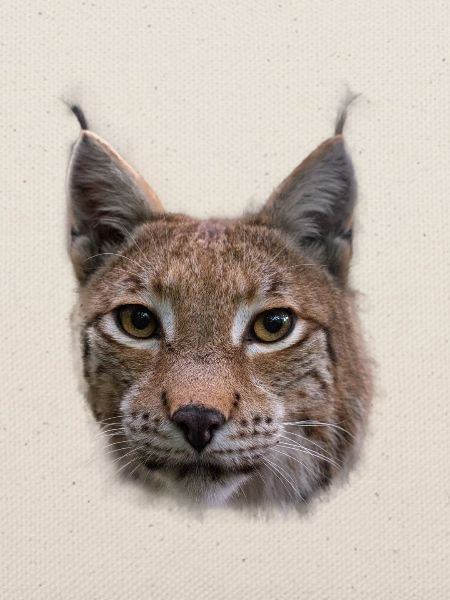 Luchs Design Luchse Wildkatzen Geschenk