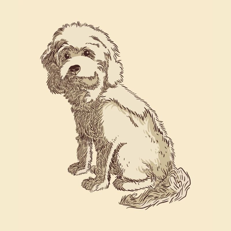 Cockapoo Hundezeichnung eines Cockapoo