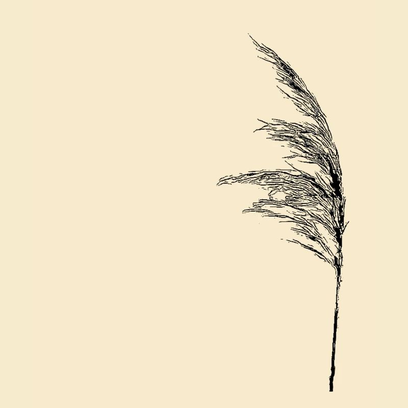 Halm im Wind