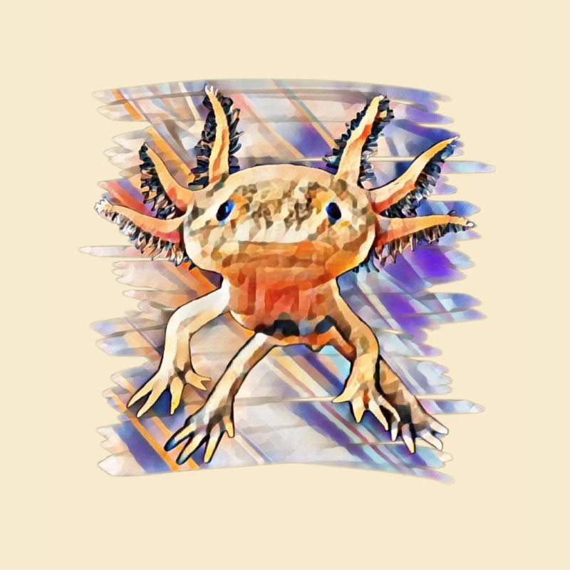 Axolotl