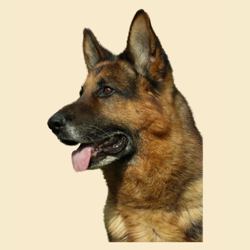 Portrait Deutscher Schäferhund