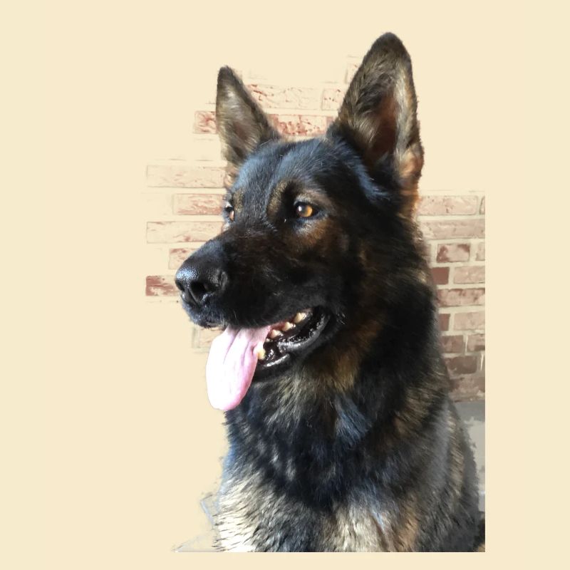 Deutscher Schäferhund Profilbild