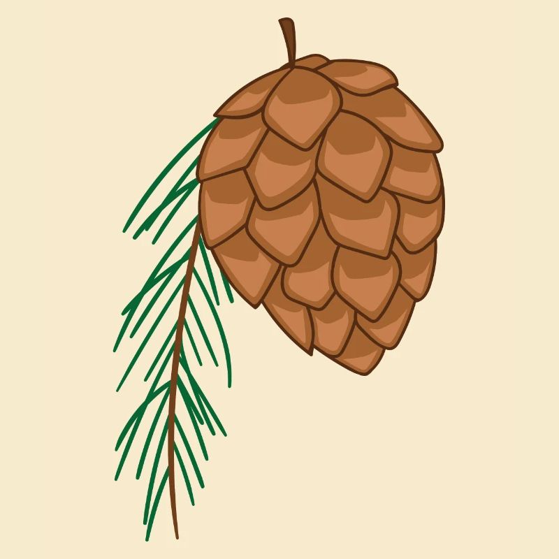 fir cone