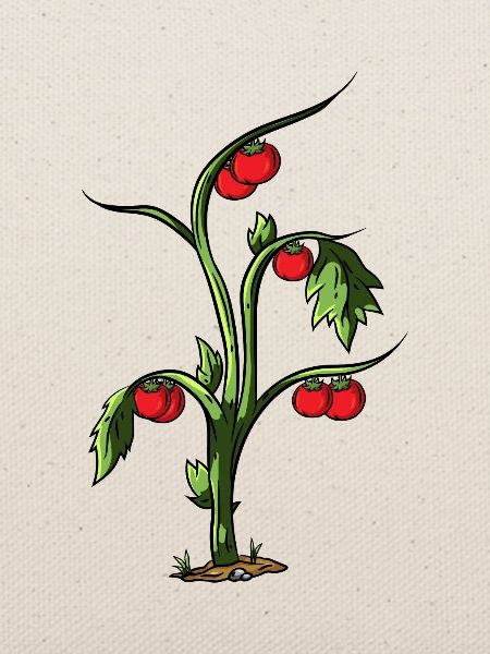 Tomate