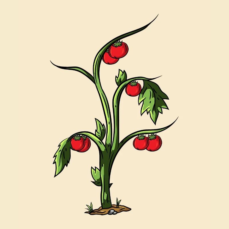 Tomate