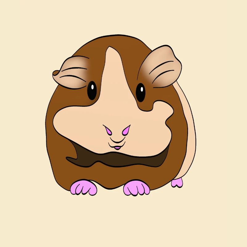 Cochon d'Inde - Cochon d'Inde