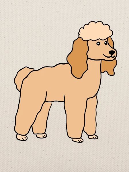 Pudel Hund Hunderasse