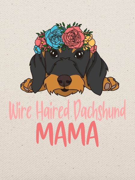 Rough-haired dachshund MAMA