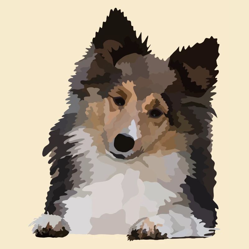 Dani, der Sheltie