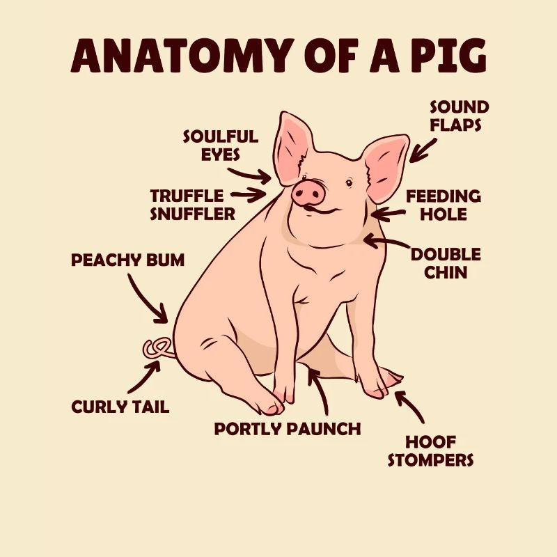 drôle d’explication de l’anatomie d’un cochon