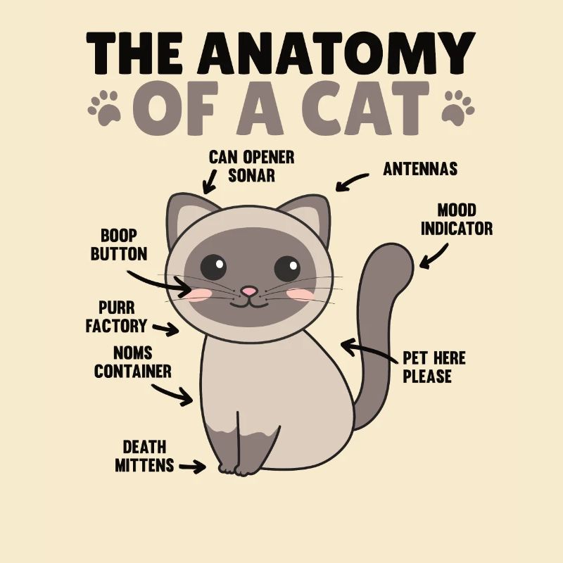 l’anatomie d’un chat explication d’un chat
