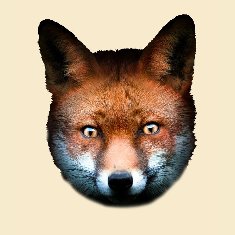 Fuchs Rotfuchs Tierisch Tiermotiv Kinder