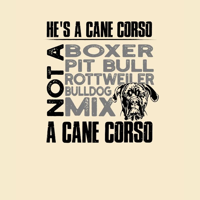 C’est un cane corso Pas un boxeur Pit bull Rottweiler