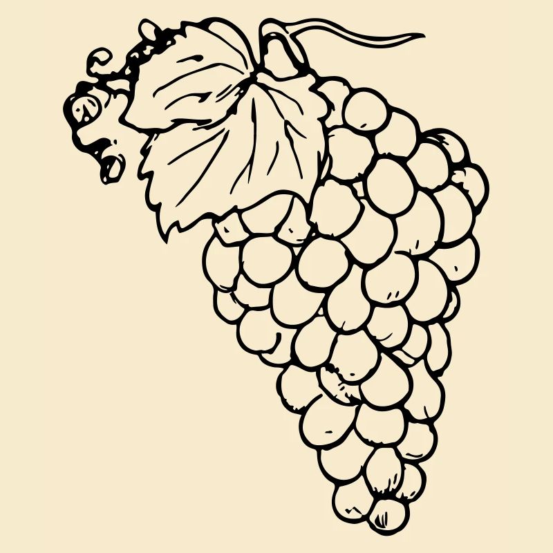 Grape Grapes Illustration Vector Gift Idea