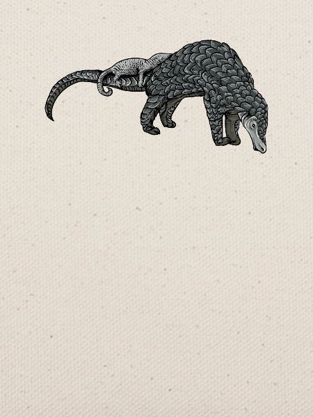 Schuppentier Pangolin Schuppen bedrohtes Tier