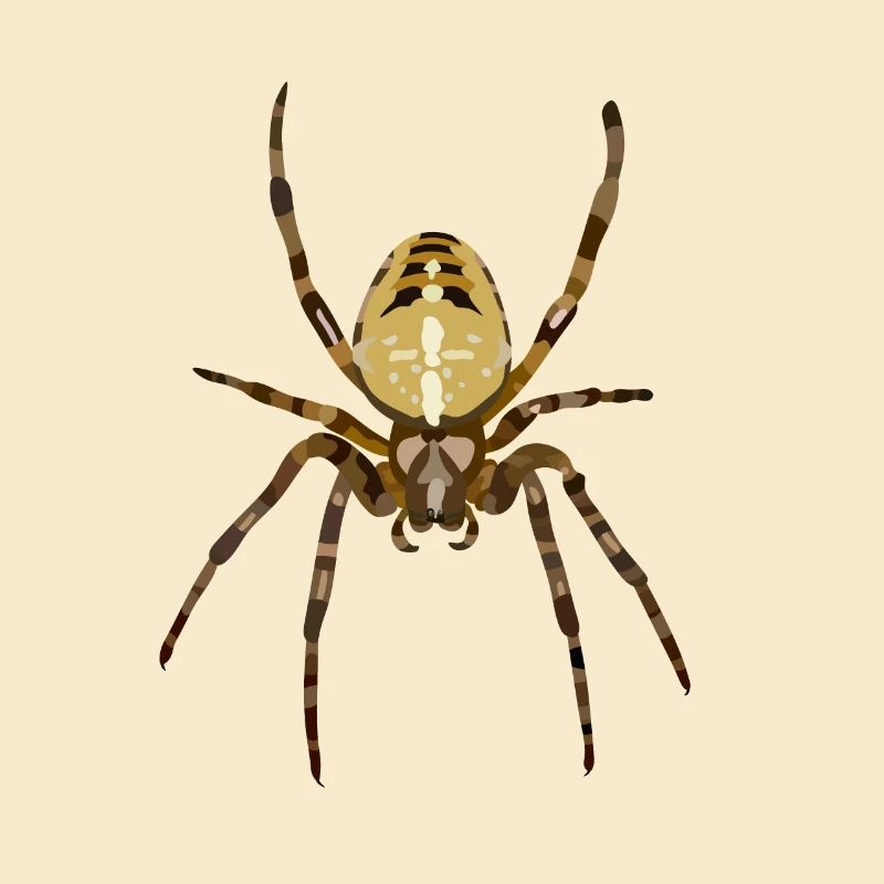 Spinne