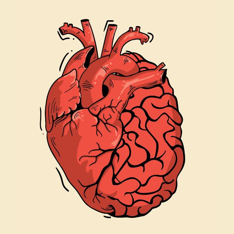 Half Brain Half Heart Organ Anatomy Science