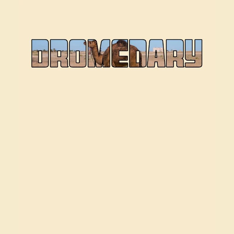 Dromedar