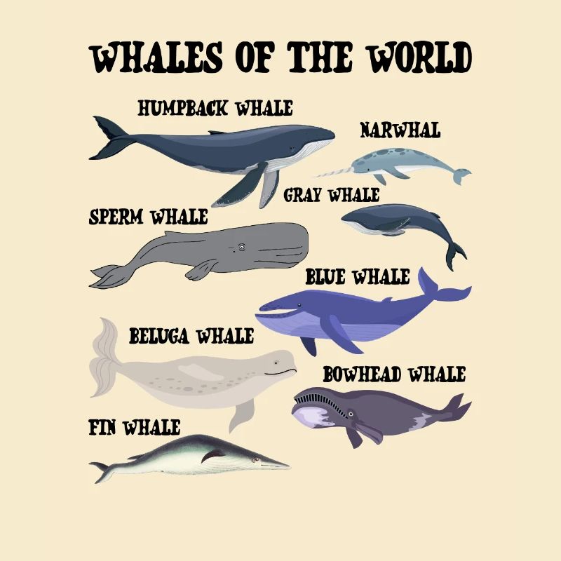 Die Wale der Welt