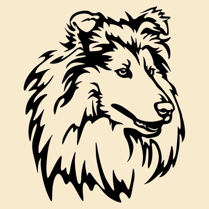 Tête de Collie