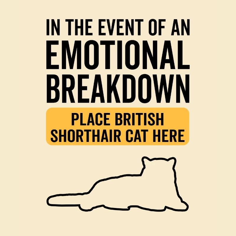 Emotional - Britisch Kurzhaarkatze