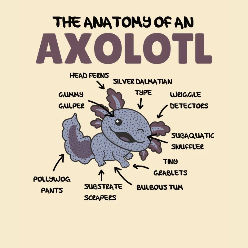 Axolotl Explication Anatomie d’un Axolotl