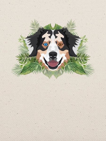 Tropical Australian Shepherd
