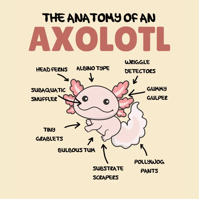 Axolotl Explication Anatomie d’un Axolotl